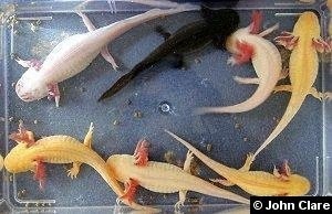 John Clare, www.axolotl.org. Her ses de forskellige farvevariationer