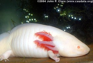 John Clare, www.axolotl.org. Her ses en albinoaxolot med æg i baggrunden
