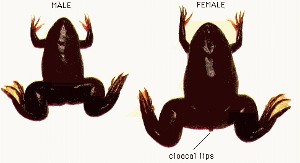 Xenopus laevis