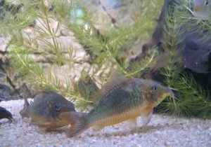 Brochis multiradiatus