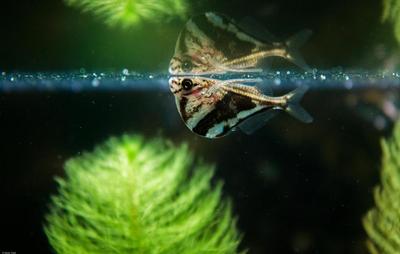 Carnegiella strigata.