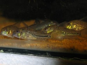 Corydoras C-129