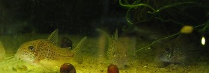 Corydoras C-129