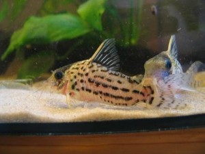 Corydoras C-141