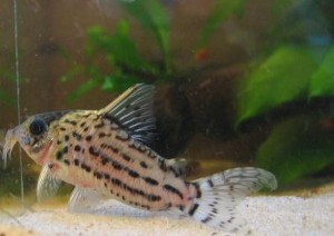 Corydoras C-141