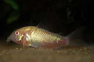 Albino form (c) Johnny Jensen - Akvariefoto.dk