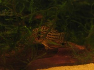 Corydoras araguaiensis