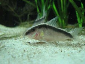 Corydoras arcuatus