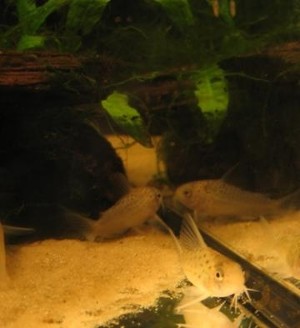 Corydoras atropersonatus