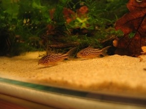 Corydoras bilineatus