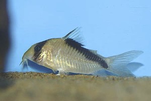 Corydoras davidsandsi
