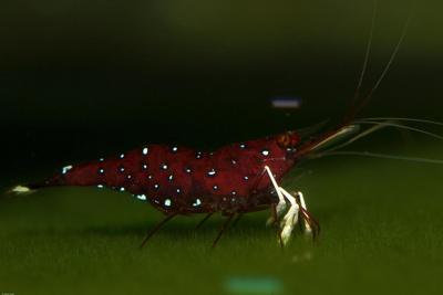 Caridina dennerli med æg.