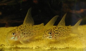 Corydoras loretoensis