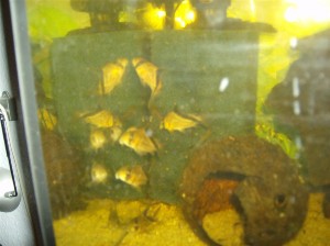 Corydoras melini