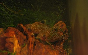 C. reticulatus i lav belysning