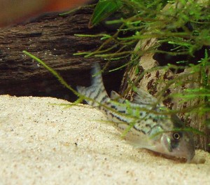 Corydoras schwartzi igang med at fortære en mallepille.