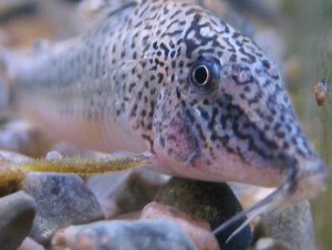 C. semiaquilus han. Bemærk finnestrålen.