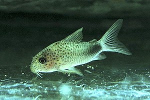 (c) Johnny Jensen - akvariefoto.dk