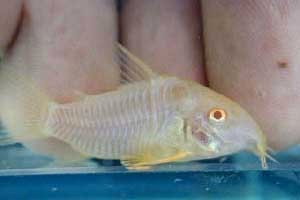 Albino C. sterbai