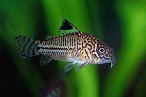 (c) Johnny Jensen - Akvariefoto.dk