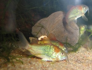 C. venezuelanus