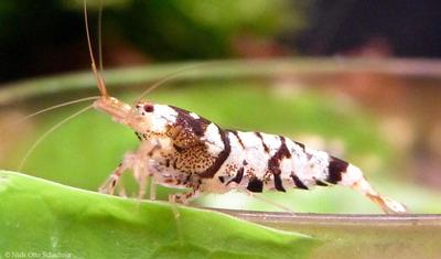 Sort Tibee