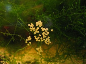 C. venezuelanus æg
