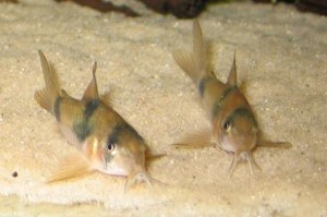 Corydoras weitzmani