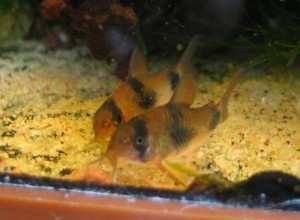 Corydoras weitzmani