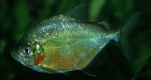 (c) Johnny Jensen - Akvariefoto.dk