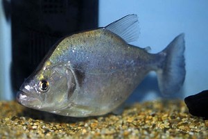 (c) Johnny Jensen - Akvariefoto.dk