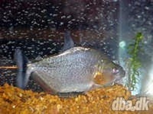 Serrasalmus irritans