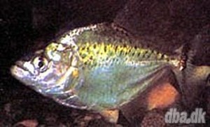 Serrasalmus irritans