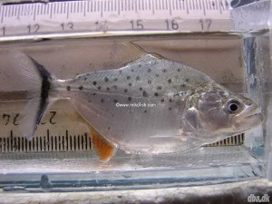 Serrasalmus irritans