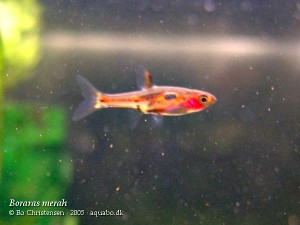 Boraras merah