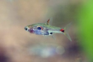 (c) Johnny Jensen - Akvariefoto.dk