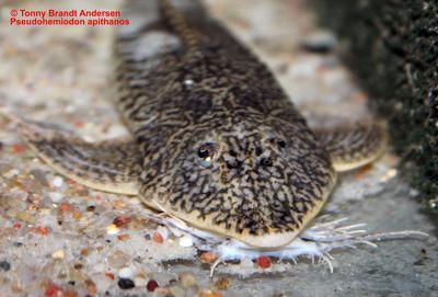 Pseudohemiodon apithanos.
