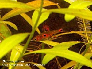 Boraras micros