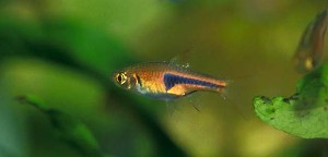 (c) Johnny Jensen - Akvariefoto.dk