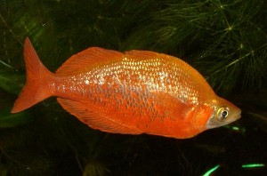 Glossolepis incisus