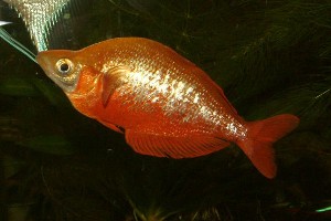 Glossolepis incisus