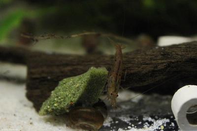 Caridina cantonensis. Vildform.