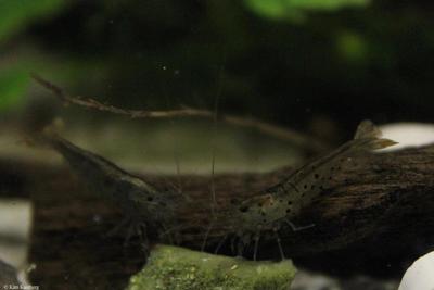 Caridina cantonensis. Vildform.