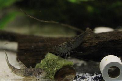 Caridina cantonensis. Vildform.