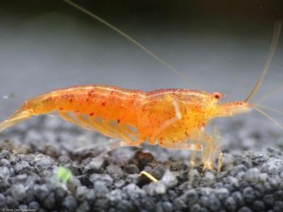 Caridina cantonensis. Red Tüpfel.