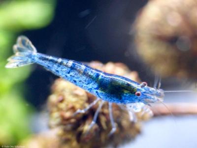 Caridina cantonensis. Aura Blue.