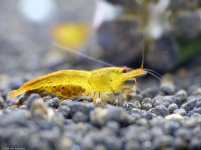 Caridina cantonensis. Tangerine Tiger.