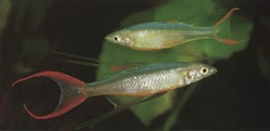 Iriatherina werneri