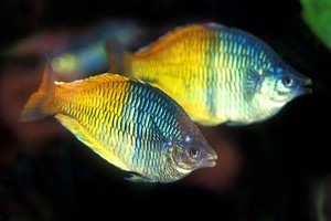 (c) Johnny Jensen - Akvariefoto.dk