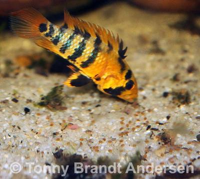 Apistogramma baenschi hun med unger (æg med haler).